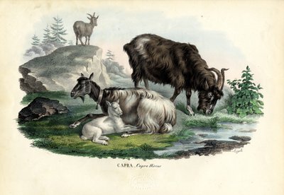 Feral Goat by Raimundo Petraroja